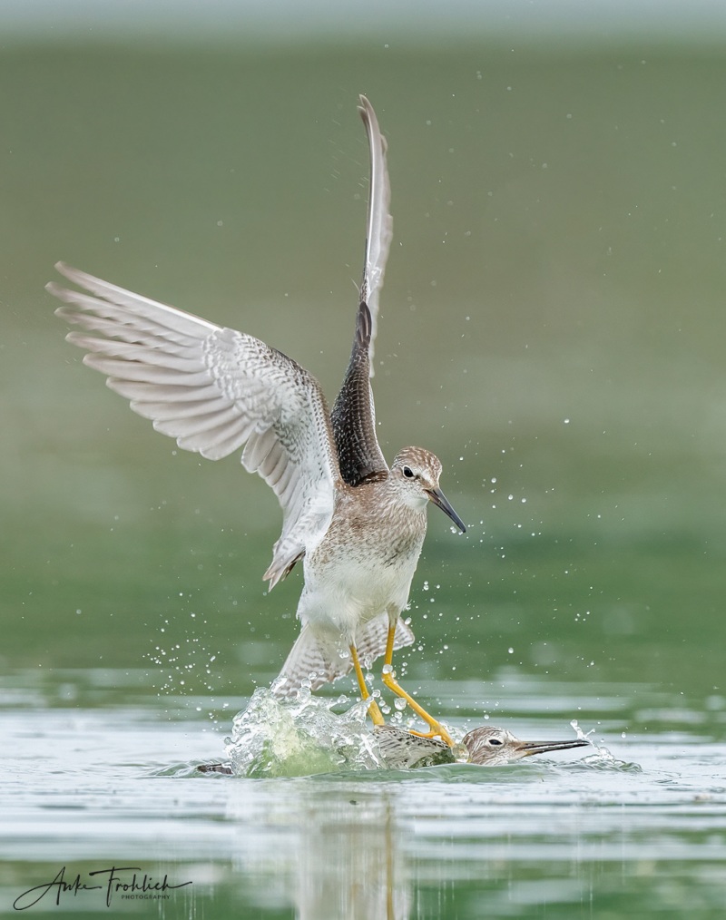 SIG-Lesser-Yellowlegs-squabbling-cropped-_A1B8975-East-Pond-JBWR-Q-NY-copy