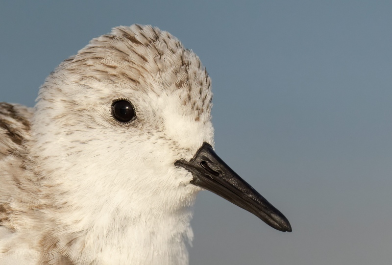 Sanderling-100-pct-head-crop-adult-molting-to-basic-witner-plumage-_A1B0125-Sebastian-Inlet-FL