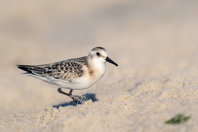 Sanderling-3200-fresh-juvenile-plumage-_A1B3155-Nickerson-Beach-LI-NY