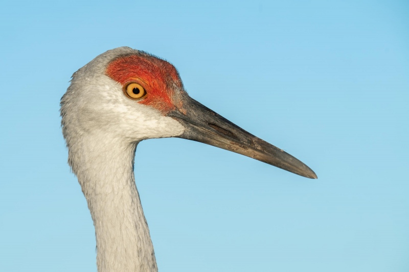 Sandhill-Crane-3200-9-months-old-_A1B7333-Indian-Lake-Estates-FL