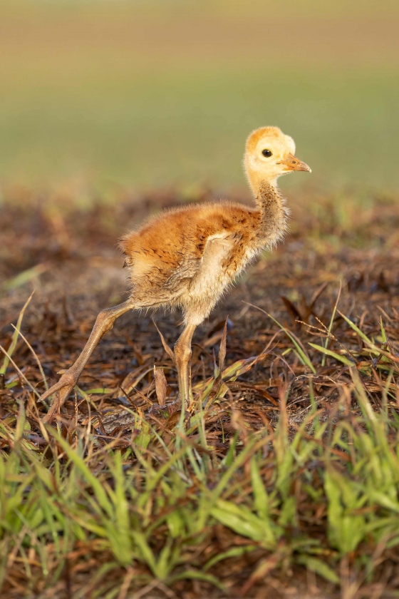 Sandhill-Crane-3200-A-chick-_A1A6063-Indian-Lake-Estates-FL