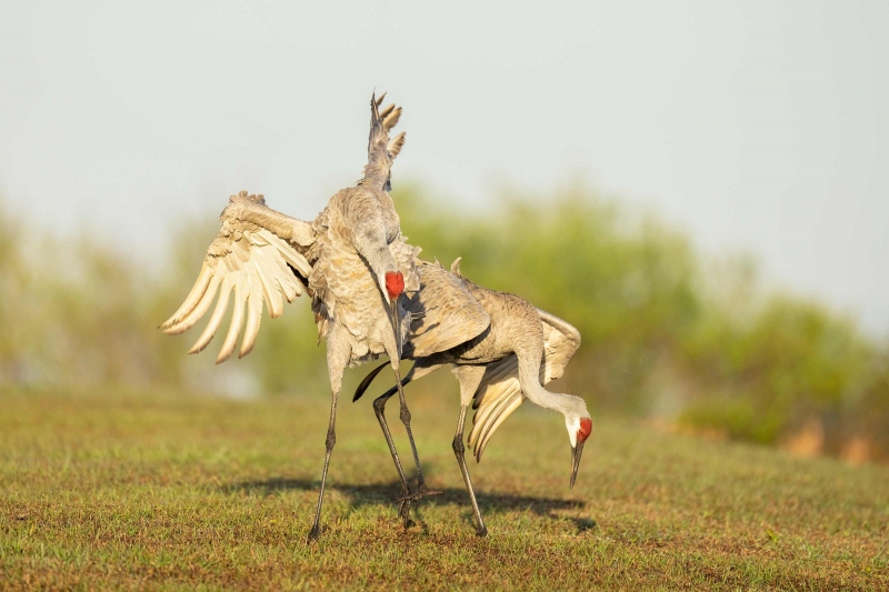 Sandhill-Crane-3200-V-male-dismounting-after-copulation-_A1G0411-Indian-Lake-Estates-FL