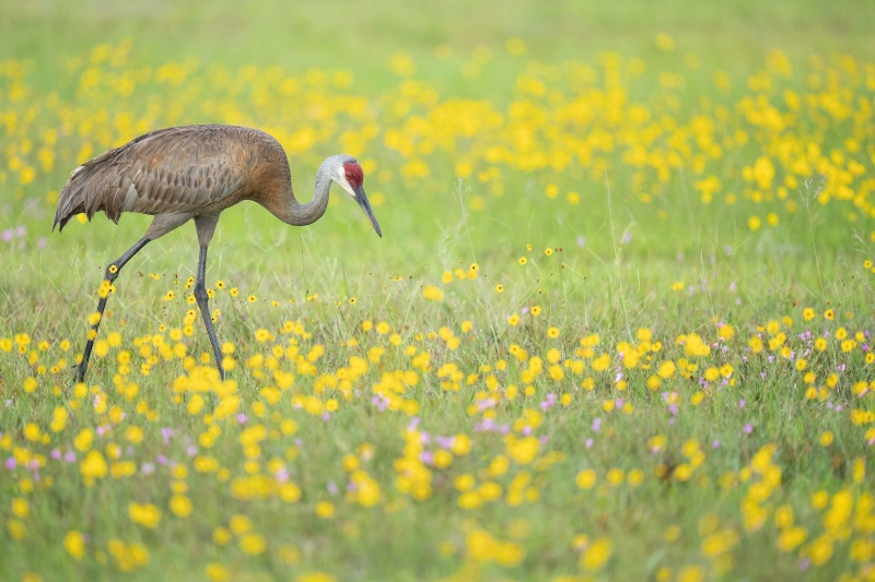 Sandhill-Crane-3200-adult-in-wildflowers-_A1G6240-Indian-Lake-Estates-FL