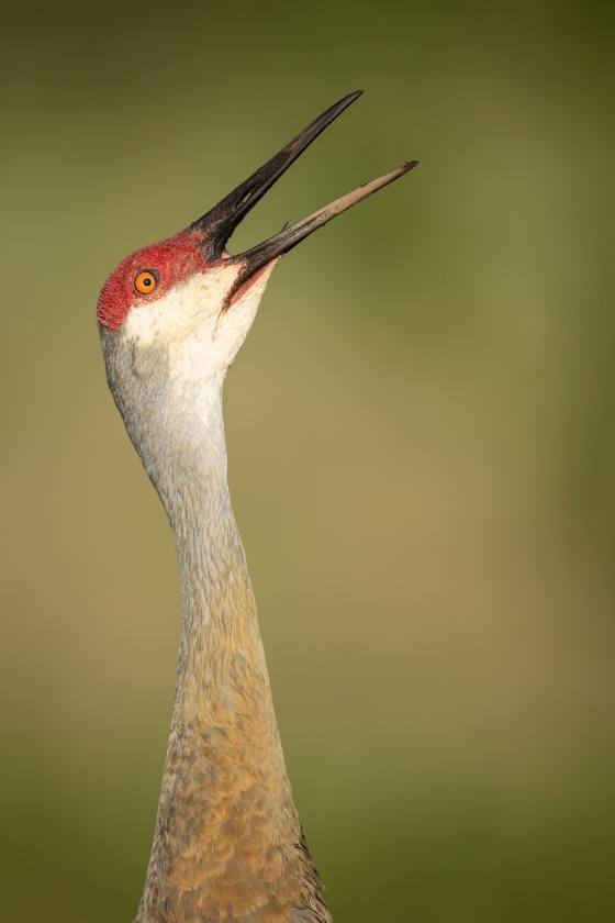 Sandhill-Crane-3200-calling-400mm-f-2-point-8-_A1G4061-Indian-Lake-Estates-FL