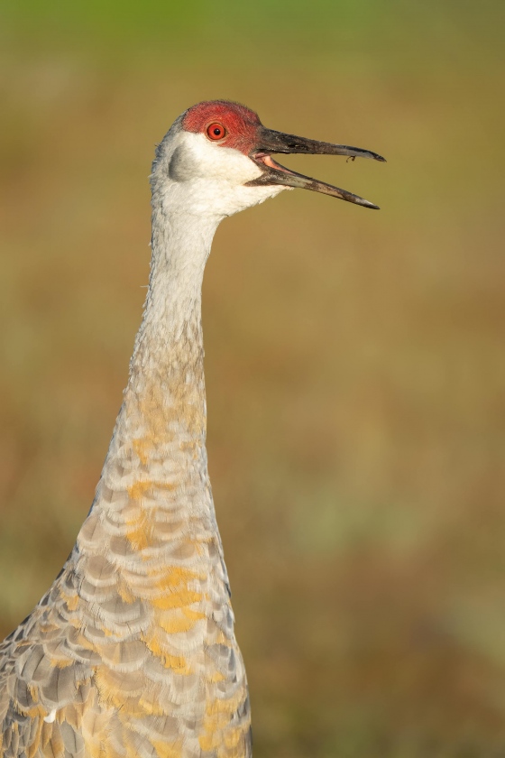 Sandhill-Crane-3200-calling-_A1B1372-Indian-Lake-Estates-FL