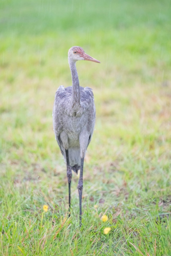 Sandhill-Crane-3200-colt-in-drizzle-_A1G4584-Indian-Lake-Estates-FL