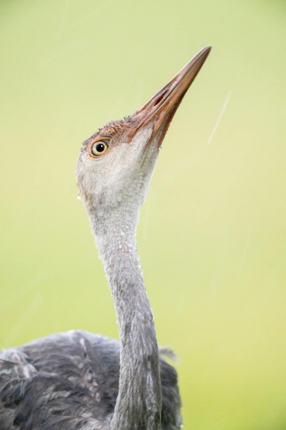 Sandhill-Crane-3200-colt-trying-to-drink-rain-_A1G2263-Indian-Lake-Estates-FL