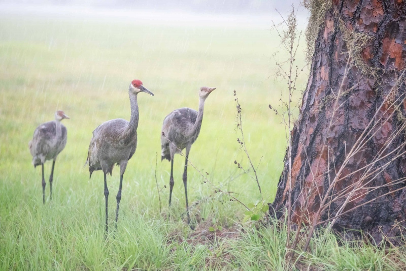 Sandhill-Crane-3200-family-dfuring-rainstorm-_A1G4408-Indian-Lake-Estates-FL