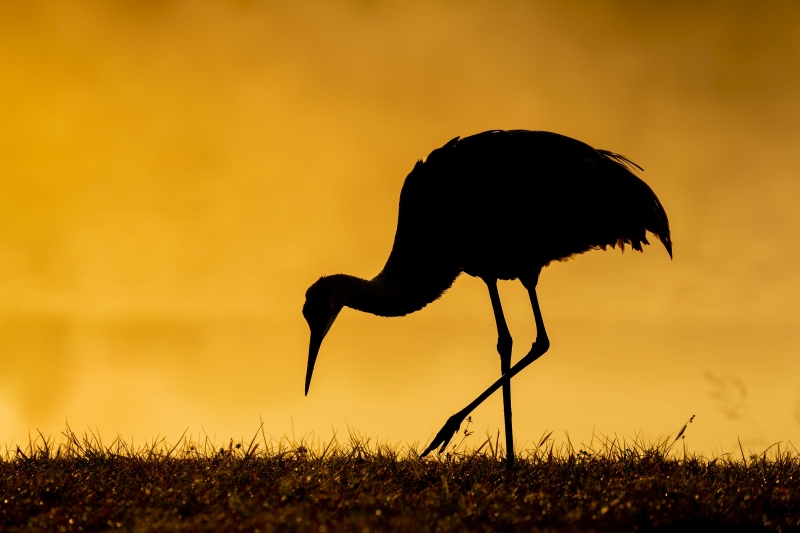 Sandhill-Crane-3200-feeding-on-foggy-morning-_A1B9203-Indian-Lake-Estates-FL