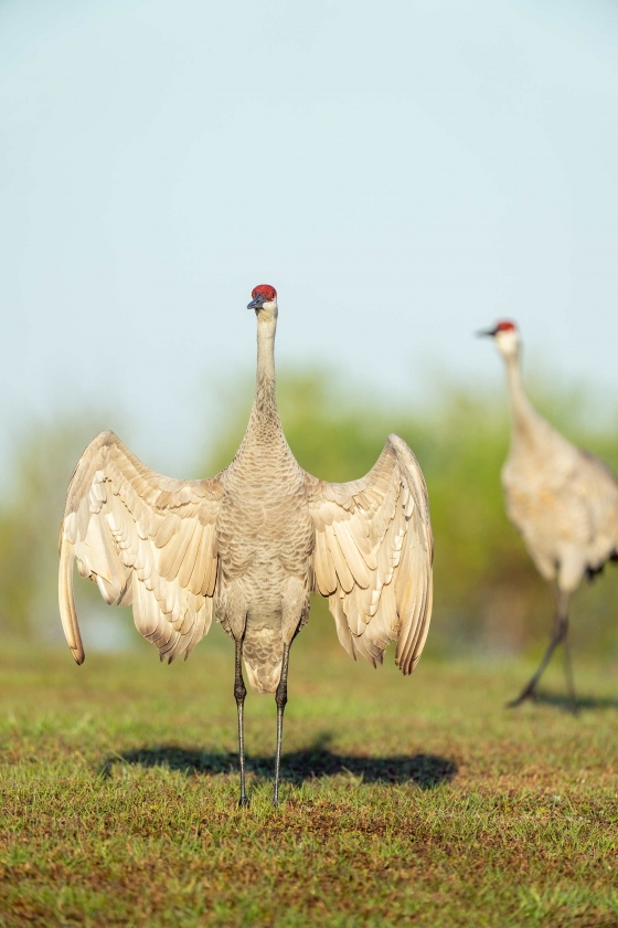 Sandhill-Crane-3200-female-inviting-copulation-_A1G0315-Indian-Lake-Estates-FL