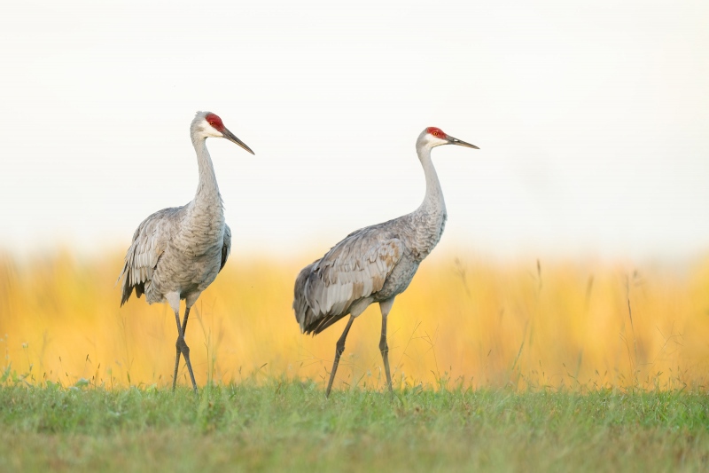 Sandhill-Crane-3200-pair-in-early-morning-_A1B5912-Indian-Lake-Estates-FL