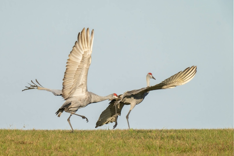 Sandhill-Crane-3200-running-off-its-attacker-_A1B6794-Indian-Lake-Estates-FL