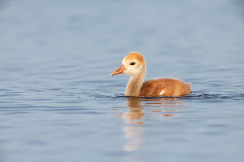 Sandhill-Crane-3200-small-chick-swimming-_MAI0485-Indian-Lake-Estates-FL