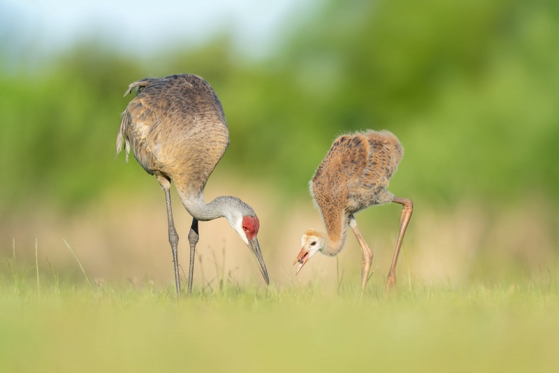 Sandhill-Crane-3200-small-colt-getting-fed-_A1G9421-Indian-Lake-Estates-FL