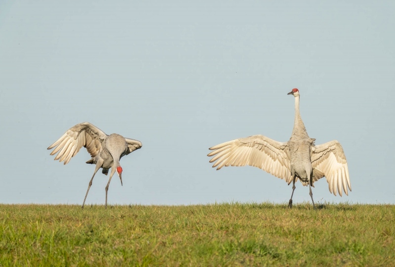 Sandhill-Crane-3200-standoff-_A1B6773-Indian-Lake-Estates-FL