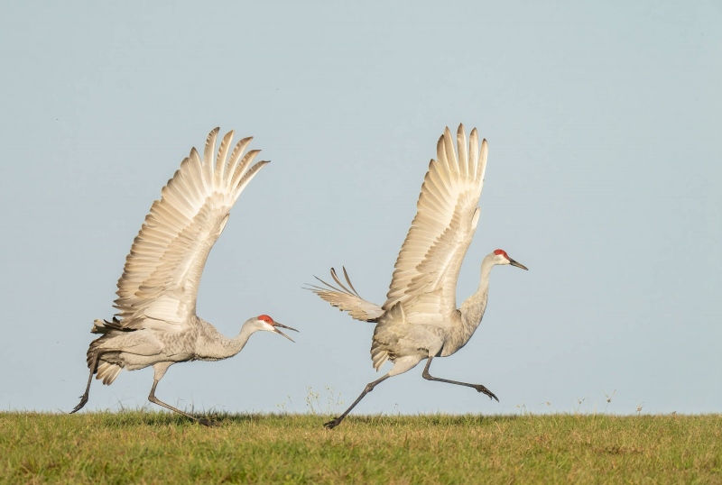 Sandhill-Crane-3200-turning-the-tables-_A1B6786-Indian-Lake-Estates-FL