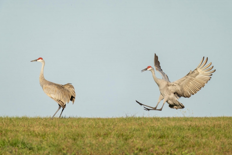 Sandhill-Crane-chasing-another-crane-_A1B6763-Indian-Lake-Estates-FL