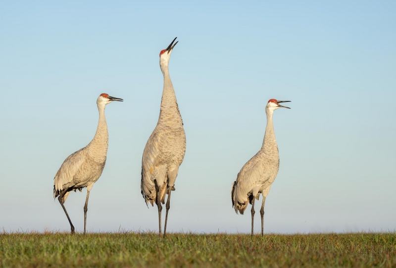 Sandhill-Cranes-3200-calling-trio-_A1B0744-Indian-Lake-Estates-FL