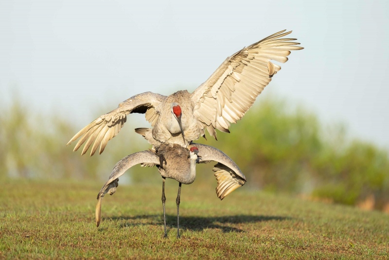 Sandhill-Cranes-3200-copulating-_A1G0343-Indian-Lake-Estates-FL