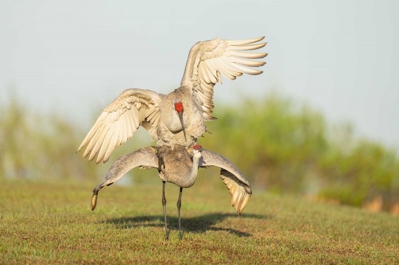 Sandhill-Cranes-3200-copulating-_A1G0370-Indian-Lake-Estates-FL