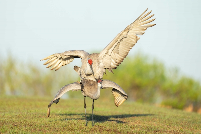 Sandhill-Cranes-3200-copulating-mail-w-one-foot-raised-over-females-head_A1G0328-Indian-Lake-Estates-FL