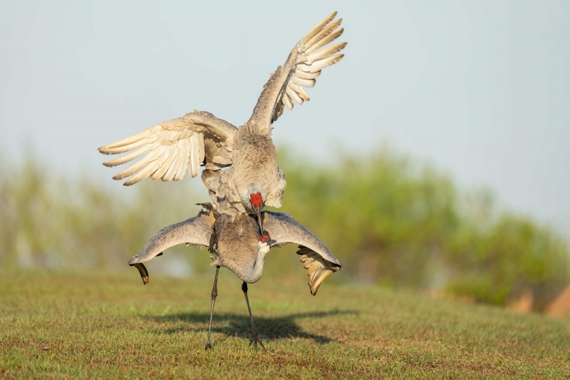 Sandhill-Cranes-3200-copulating-male-biting-females-head-_A1G0392-Indian-Lake-Estates-FL