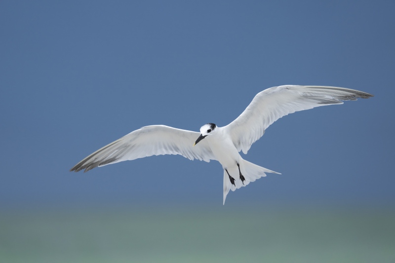 Sandwhich-Tern-3200-ready-to-land-_A1B7457-Fort-DeSoto-Park-FL