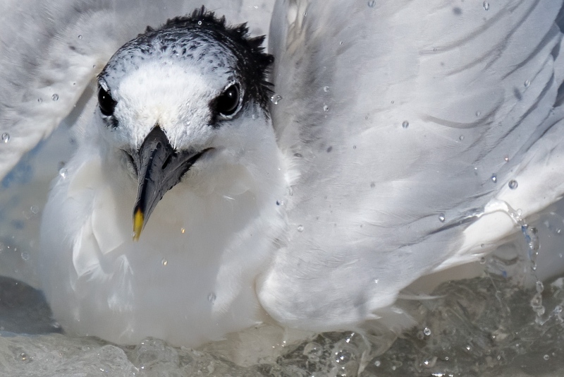 Sandwich-Tern-1600-TIGHT-bathing-_A1B0722-Fort-DeSoto-Park-FL