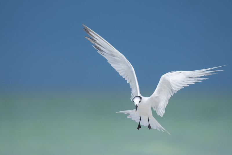 Sandwich-Tern-3200-braking-to-land-_A1B7465-Fort-DeSoto-Park-FL