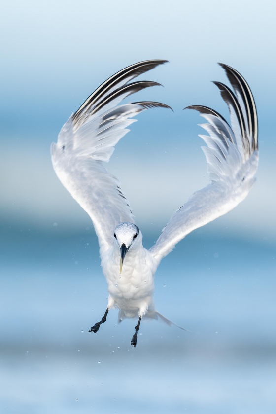 Sandwich-Tern-3200-flapping-after-bath-_A9B4535-Fort-DeSoto-Park-FL