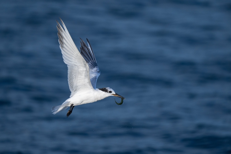 Sandwich-Tern-3200-w-greenback-_A1B9907-Fort-DeSoto-Park-FL