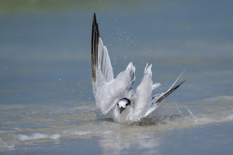 Sandwich-Tern-bathing-3200B-_A1B0722-Fort-DeSoto-Park-FL