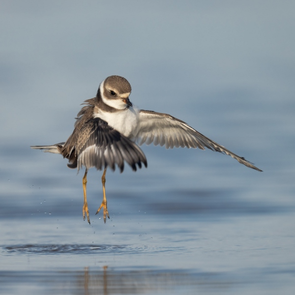 Semipalamated-Plover-3200-juvenile-flappoing-after-bath-_A1B1924-Fort-DeSoto-Park-FL