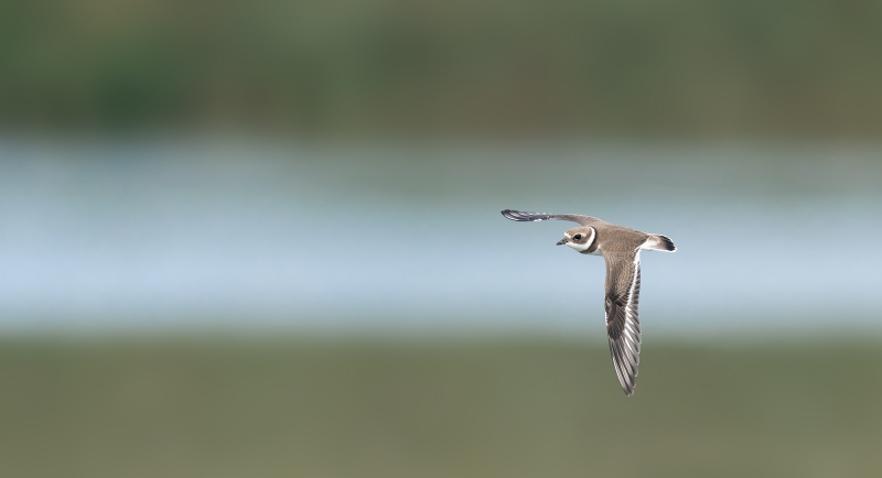 Semipalmated-Plover-2400-juvenile-in-flight-_A1B8098-East-Pond-JBWR-Q-NY