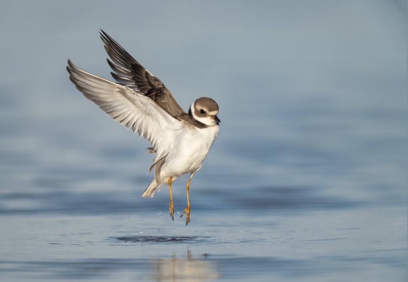 Semipalmated-Plover-3200-juvenile-flapping-after-bath-_A1B1923-Fort-DeSoto-Park-FL