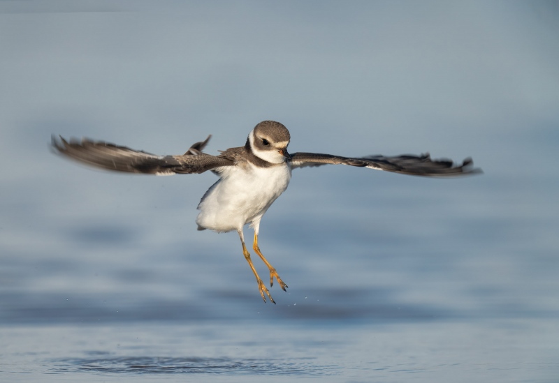 Semipalmated-Plover-3200-juvenile-flapping-after-bath-_A1B1926-Fort-DeSoto-Park-FL