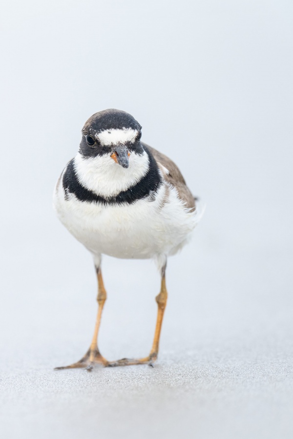 Semipalmated-Plover-3200-worn-adult-VERT-_A1G5491-Nickerson-Beach-Lido-Beach-NY