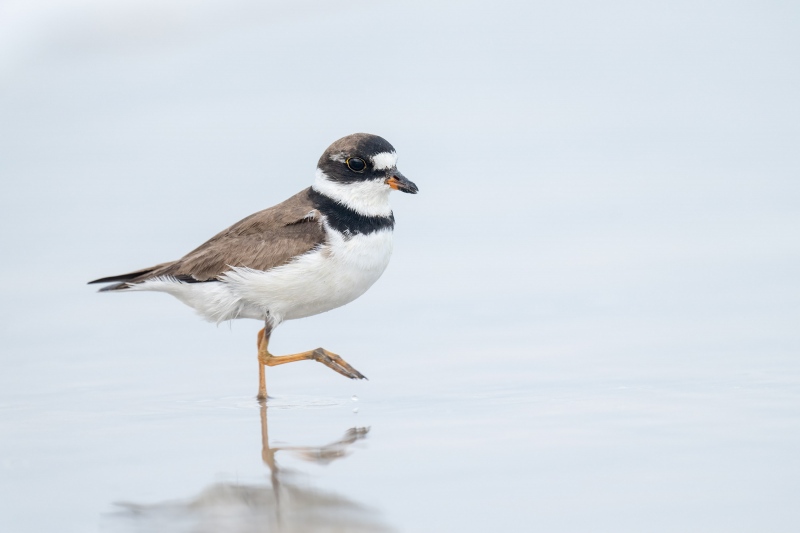 Semipalmated-Plover-3200-worn-adult-hight-stepping-_A1G5409-Nickerson-Beach-Lido-Beach-NY