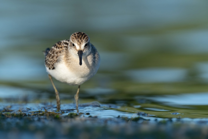 Semipalmated-Sandiper-3200-juvenile-facing-camera_A1G5196-East-Pond-Jamaica-Bay-Wildlife-Refuge-Queens-NY