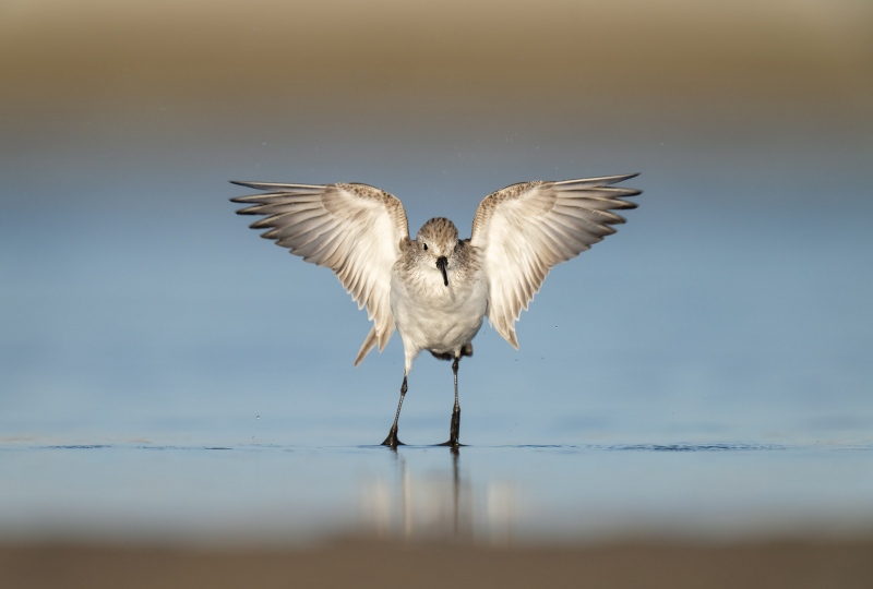 Semipalmated-Sandpiper-3200-flapping-after-bath-_A1B2118-Fort-DeSoto-Park-FL