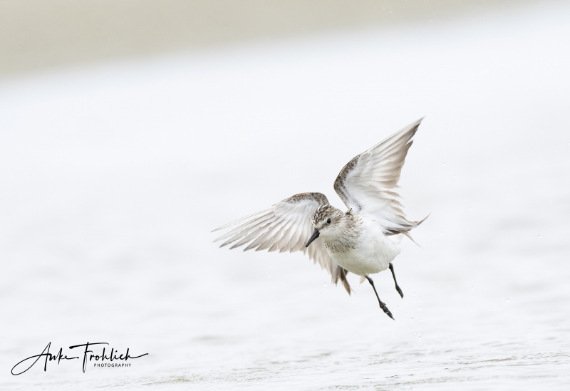 Semipalmated-Sandpiper-SIG-2400-flapping-after-bath-ANKE-_A1B4650-Nickerson-Beach-LI-NY