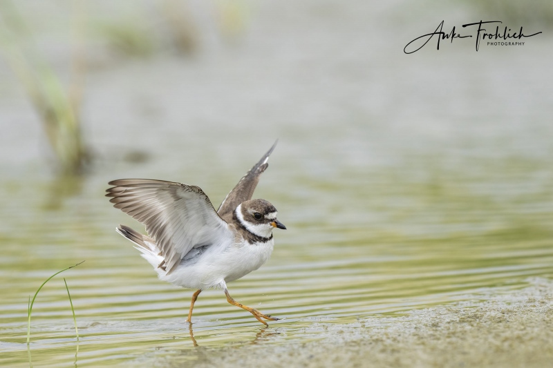 Semiplamated-Plover-SIG-anding-after-bathh-ANKE-_A1B8392-Nickerson-Beach-LI-NY