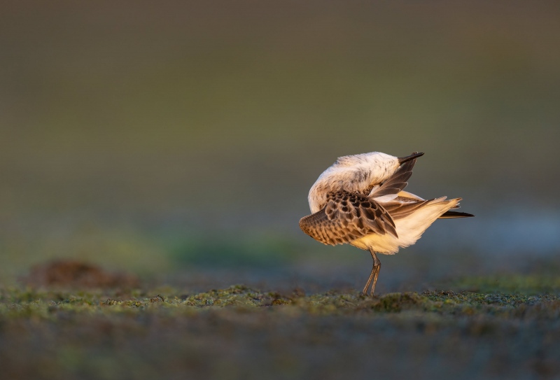 Semiplamated-Sandpiper-3200-preening-juvenile-_A1G5094-Jamaica-Bay-Wildlife-Refuge-Queen-NY