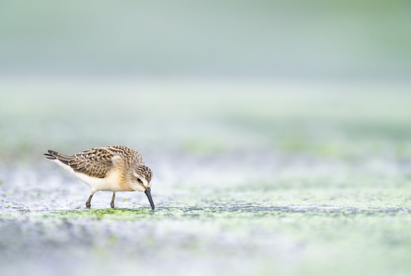 Semiplamated-Sandpiper-unusually-warm-juvenile-_A1B4571-East-Pond-JBWR-Q-NY