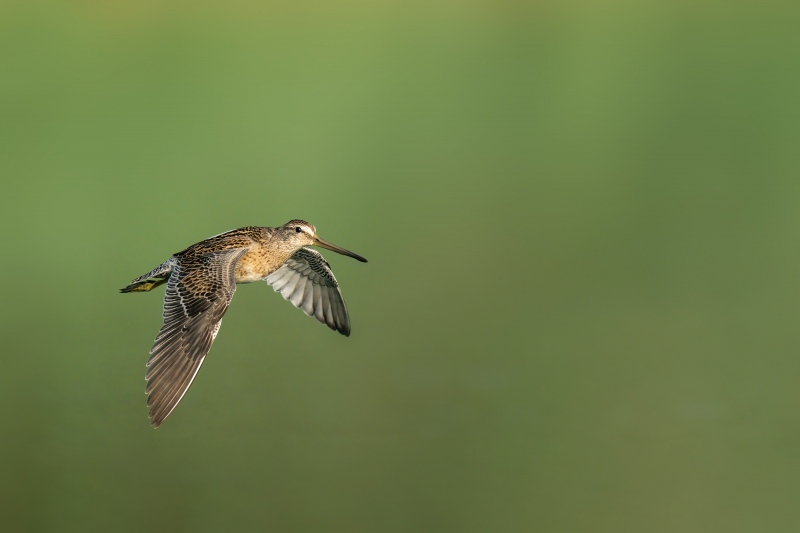 Short-billed-Dowitcher-2400-in-flight