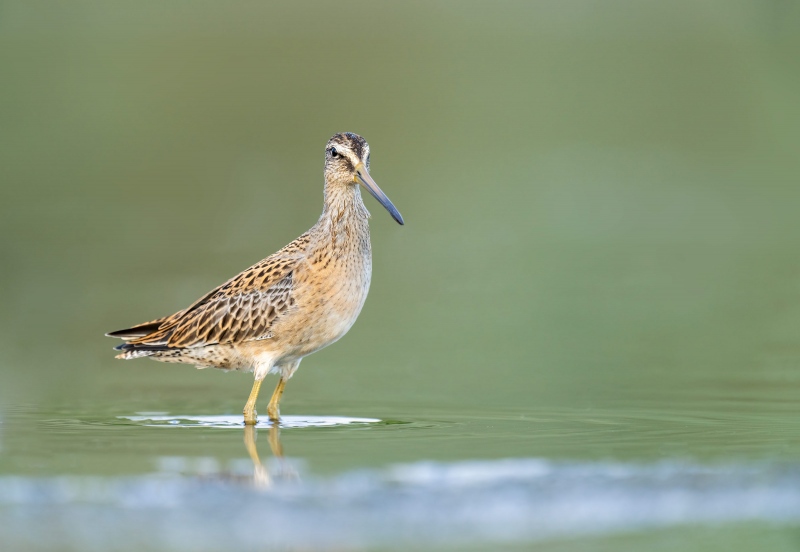 Short-billed-Dowitcher-3200-fresh-juvenile-_A1G0390-East-Pond-JBWR-Q-NY