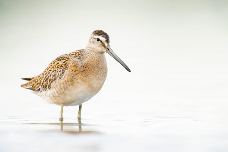 Short-billed-Dowitcher-3200-juvenal-plumage-_A1G0721-East-Pond-Jamaica-Bay-WIldlife-Refuge-Queens-NY