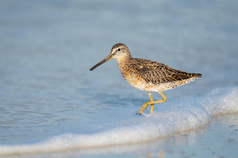 Short-billed-Dowitcher-3200-motling-into-breeding-plumage-_A1B7994-Fort-DeSoto-Park-FL