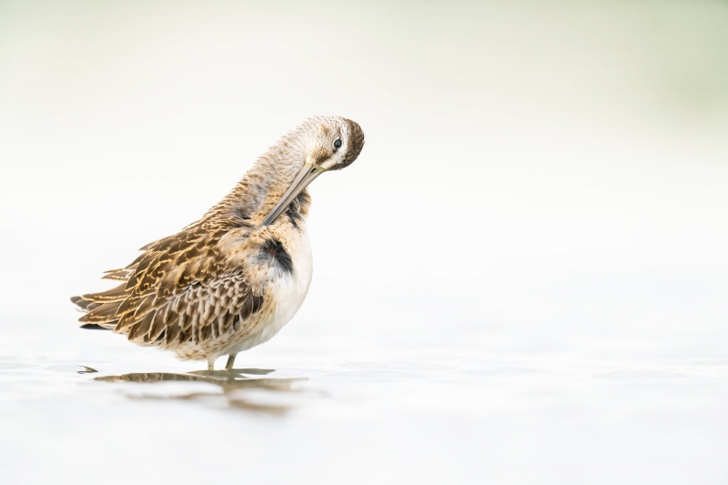 Short-billed-Dowitcher-3200-preening-juvenile-_A1G0749-East-Pond-Jamaica-Bay-WIldlifre-Refuge-Queens-NY