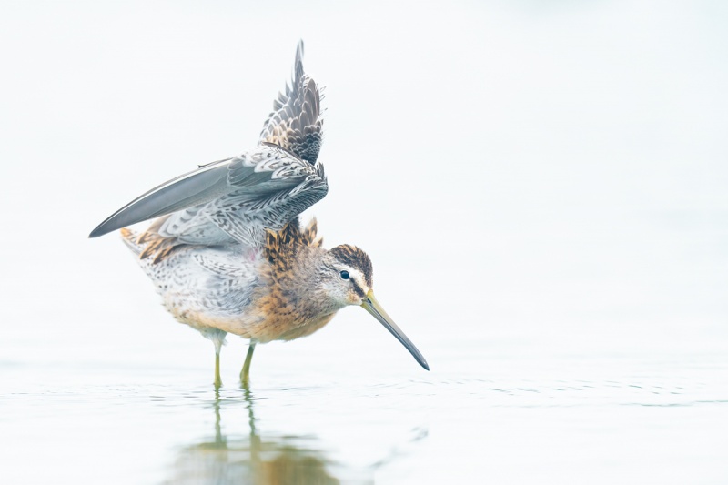 Short-billed-Dowitcher-juvenile-stretching-_A1B8934-East-Pond-JBWR-Q-NY